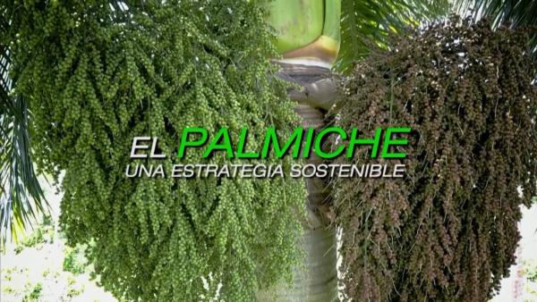 El palmiche una estrategia sostenible