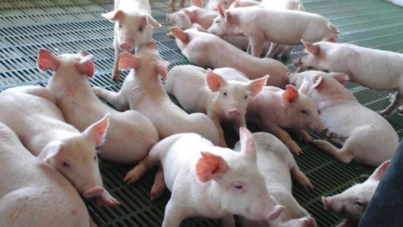 Unión Agropecuaria Militar