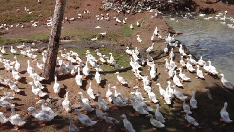 Unión Agropecuaria Militar