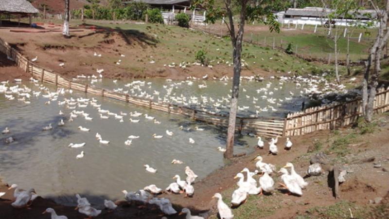 Unión Agropecuaria Militar