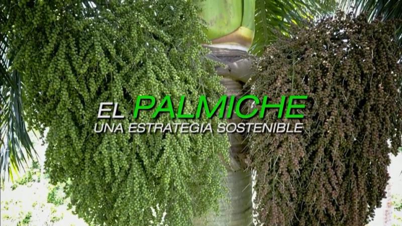 El palmiche una estrategia sostenible